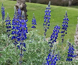 תורמוס ההרים Lupinus pilosus (צלם: צחי אבנור)