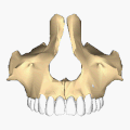 上颌骨和齿。动画。