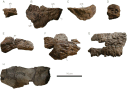 Left: Cervical half ring from the neck of Euoplocephalus (A–B) compared with half-ring fragments (C–J) of Ankylosaurus (holotype), and possible back osteoderms (K–L). Right: elements of the holotype that were identified in 2017, including parts of the skull (A–D) and cervical half rings (E–H)