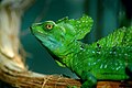 Image 11 Plumed Basilisk Photo credit: Marcel Burkhard (cele4) The Plumed Basilisk (Basiliscus plumifrons) is a species of lizard native to Latin America. Its natural range covers a swath from Mexico to Ecuador. More selected pictures