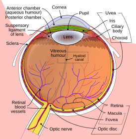 Схематическая диаграмма человеческого глаза (задняя камера помечена вверху слева)