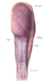 Gluteus maximus is the most superficial muscle of the hips, here visible at top centre with skin removed from the entire right leg