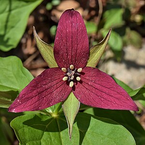 Trillium erectum, by The Cosmonaut