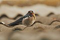 Hirundo angolensis