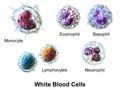 3D prikaz tipova bijelih krvnih zrnaca
