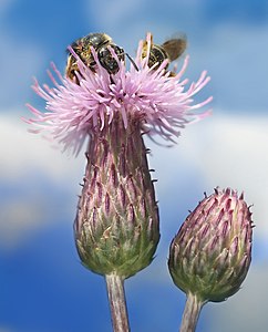 Cirsium arvense, by Richard Bartz