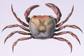 Trichodactylidae