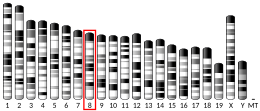 Chromosome 8 (souris)