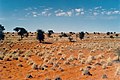 Deserto do Calaári na Namíbia