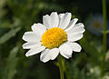 Leucanthemum paludosum, by Laitche