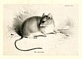 gray leaf-eared mouse