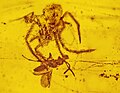 Fossil d'una aranha dau Cretacèu (Geratonephila burmanica) atacant una presa.