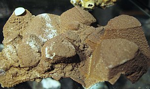 Perimorfose calcite-esfalerite-siderite vista do exterior (Aggeneys, África do Sul).
