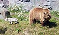 Renard polaire et ours kodiak.