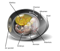 Chicken egg diagram