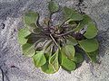 Bunarka Claytonia perfoliata