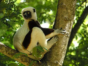 Indrio (Indri indri)