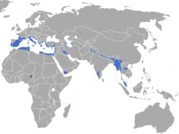 Aire de répartition du Pachyure étrusque