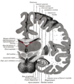 Sezione coronale dei cervello, immediatamente davanti al ponte.