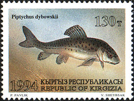 Голый осман на почтовой марке Киргизии