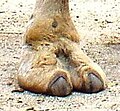 Las pezuñas de un camello (Camelus dromedarius)