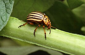 Koloradonkuoriainen (Leptinotarsa decemlineata)