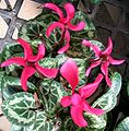 cultivated cyclamen