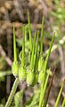 Frutos imaturos de Erodium botrys