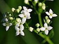 Galium saxatile - Liggend walstro