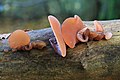 Auricularia auricula-judae