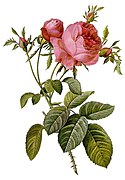 Rosa centifolia (rosa repolho)