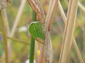 Stictocephala bisonia (Smiliinae)