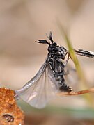 Stylops melittae (Strepsiptera)