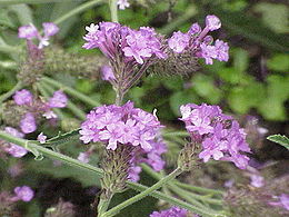 Šiurkščioji verbena (Verbena rigida)