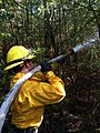 Image 16Wildland firefighter working a brush fire in Hopkinton, New Hampshire, US (from Wildfire)