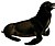 California sea lion