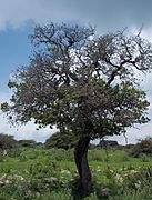 Crataegus pubescens