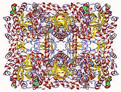 β-Glucosidase