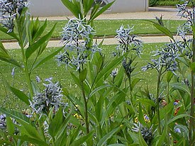 Tähtituikki (Amsonia tabernaemontana)