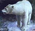 Polar Bear, 1912