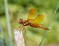 Eastern amberwing