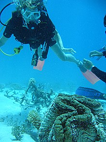 Giant Clam on the Great Barrier Reef