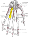 Palmar view of the left hand (fourth metacarpal shown in yellow).