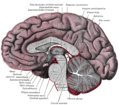 Bosh miyaning median sagittal kesimi