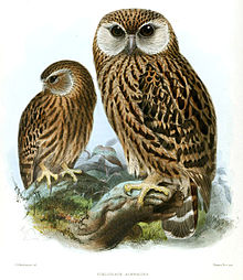 Litografie dvojice sovek sedící na větvi. Ptáci mají hnědé opeření s tmavšími znaky, bílý, resp. bílorezavý obličejový disk a silné žluté končetiny