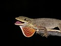 Anolis mariarum