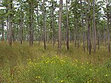 Pinus echinata, shortleaf pine