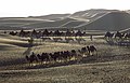 Camels in Shapotou