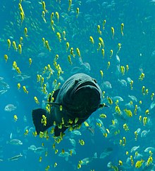Cá mú khổng lồ bơi giữa đàn của các loài cá khác