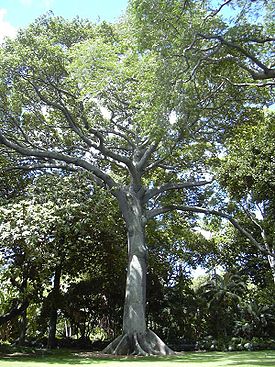 Хлопковое дерево (Ceiba pentandra)